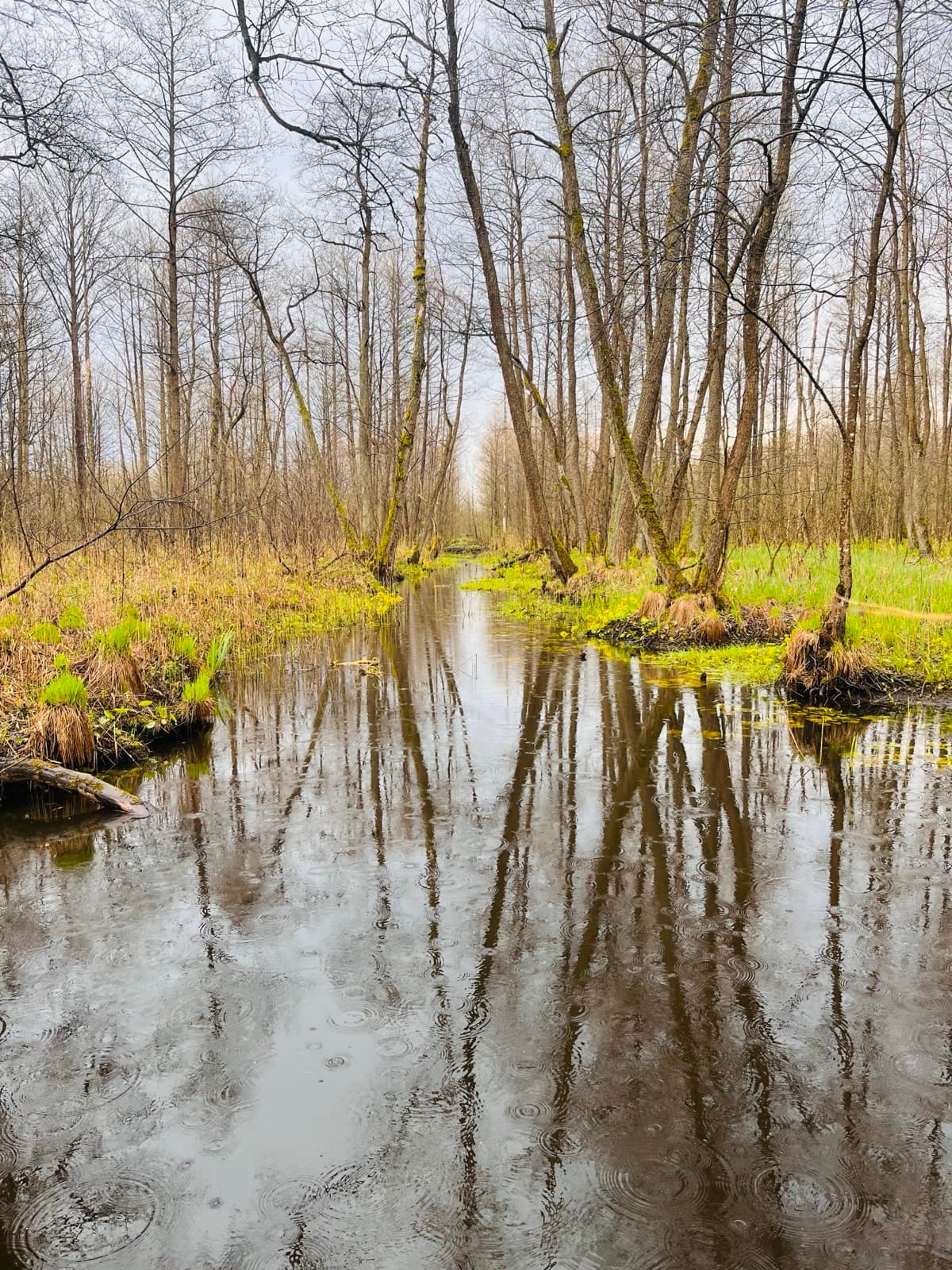 What it looks like